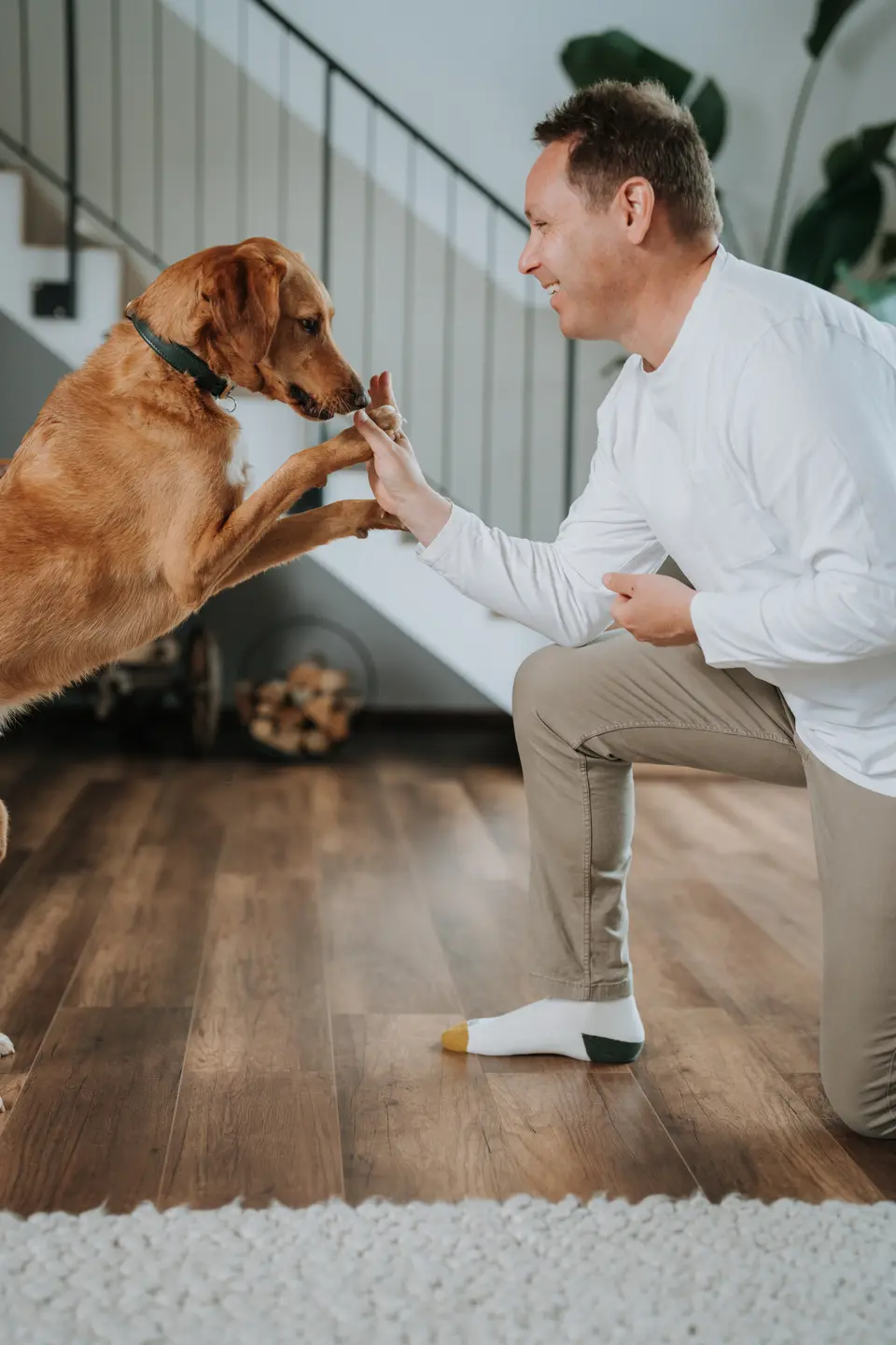 Denis Klefenz gibt seinem goldenen Labrador die Pfote im Wohnzimmer vor einer Treppe